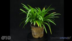 Plant#19