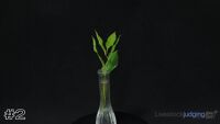 Plant#2