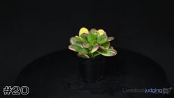 Plant#20
