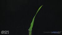 Plant#21