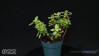 Plant#22