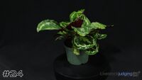 Plant#24