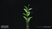 Plant#25