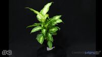 Plant#3