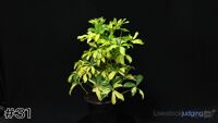 Plant#31