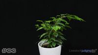 Plant#33