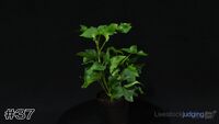Plant#37