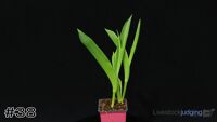 Plant#38