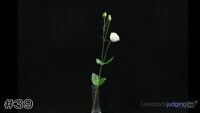 Plant#39