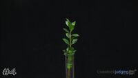 Plant#4