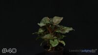 Plant#40
