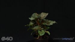 Plant#40