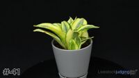 Plant#41