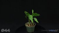 Plant#44