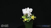 Plant#45
