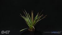 Plant#47