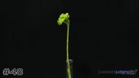 Plant#48