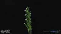 Plant#49