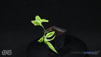 Plant#5