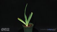 Plant#52