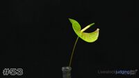 Plant#53