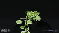 Plant#54