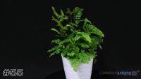 Plant#55