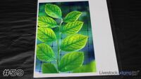 Plant#59