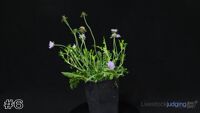 Plant#6
