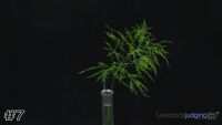 Plant#7