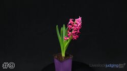 Plant#9