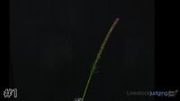 Flower#1