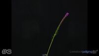 Flower#3