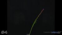 Flower#4