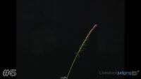 Flower#5