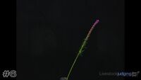 Flower#6