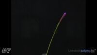 Flower#7