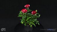 Rose#1