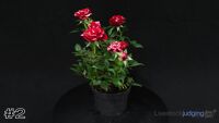 Rose#2