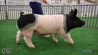 Hog#2