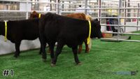 Heifer#1