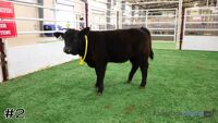Heifer#2