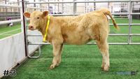 Heifer#3