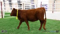 Heifer#4