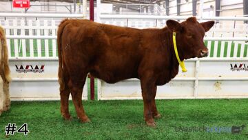 Breeding Heifers class from 2026 San Antonio Livestock thumbnail