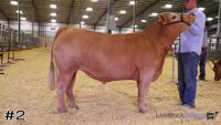 Steer#2