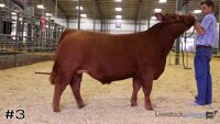 Steer#3
