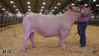 Steer#4
