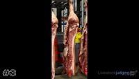 Carcass#3