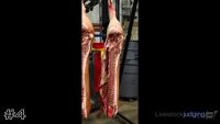 Carcass#4